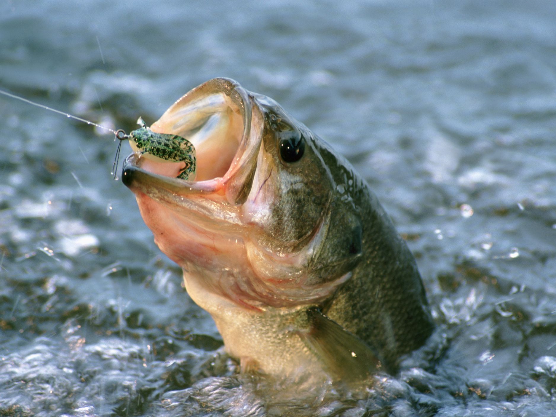 Best Bait for Fish Full Guide OutdoorBravos